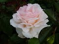 Обрезка чайно-гибридных роз первогодок,посадка весна 20г.Сорт Барбадос и обзор других роз(под видео)