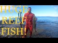 Spearfishing hawaii reefs compilation