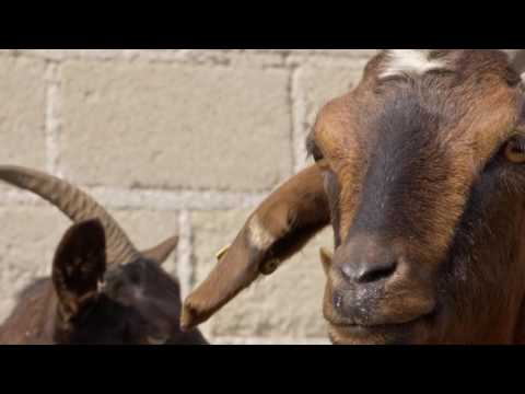 Vídeo: Pedras Urinárias Em Cabras E Pequenos Ruminantes