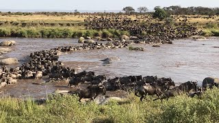 Last day of safari, Tanzania, August 6-7