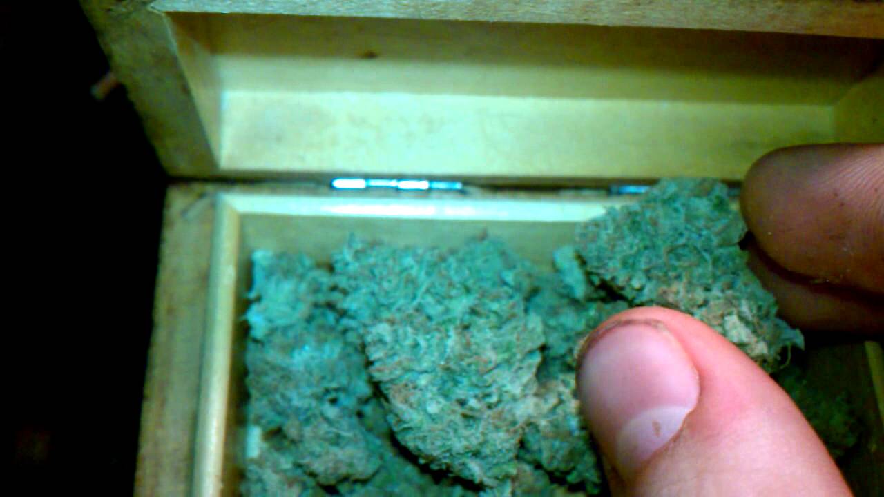 Herb update #2 - Blue Dream