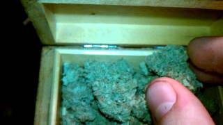 Herb update #2 - Blue Dream