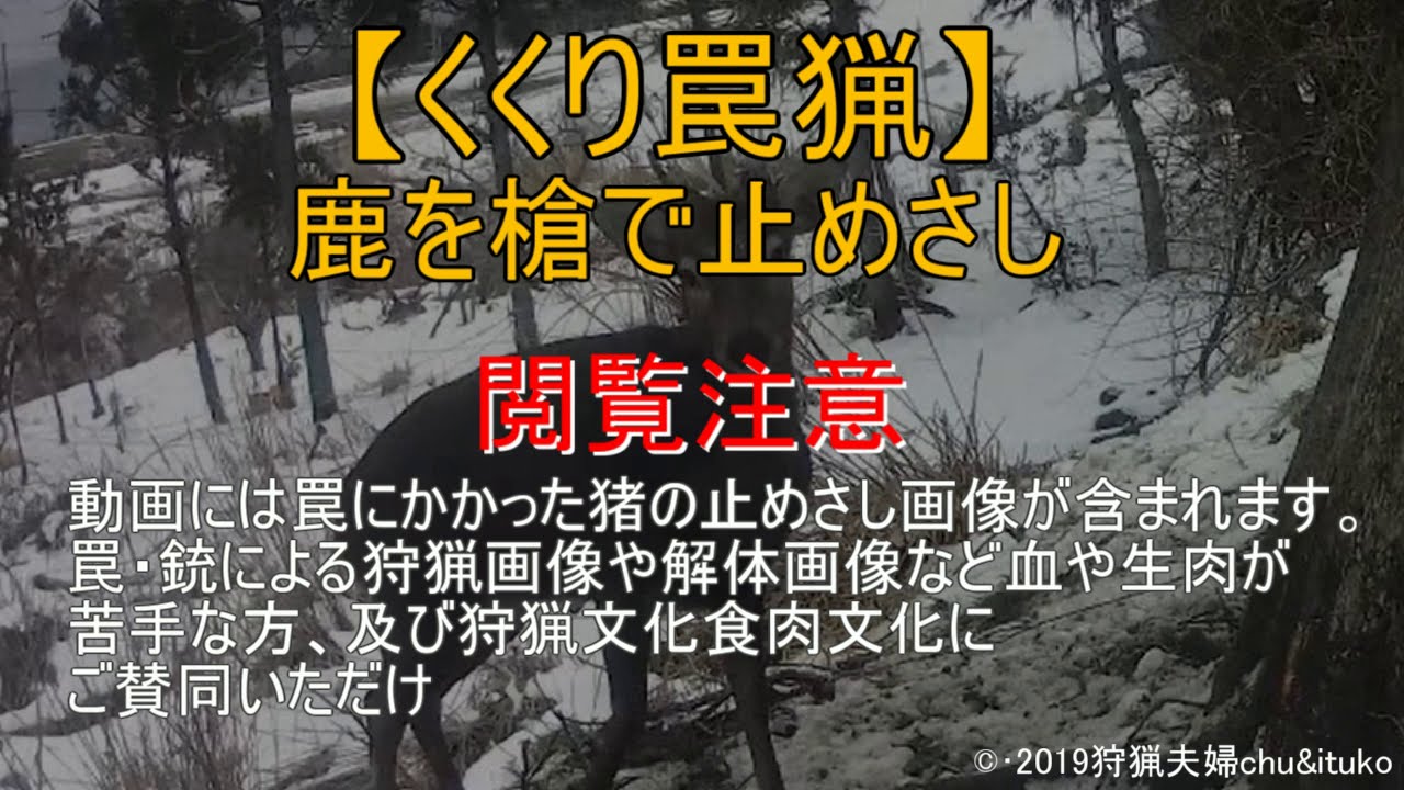 くくり罠猟 一段角雄鹿を槍で止めさし Youtube