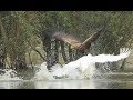 Eagle attacked by a swan