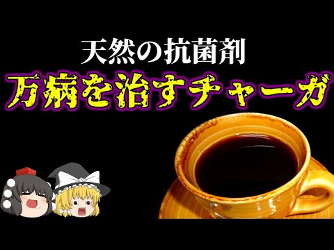 【ゆっくり解説】森のダイヤモンドと呼ばれた…最強の抗酸化物質…チャーガ