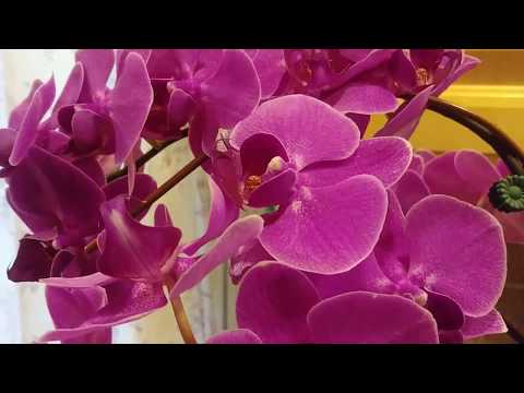 فيديو: ما هي Calanthe Orchids: زراعة نباتات Calanthe Orchid في الحديقة