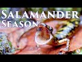 Salamander season in the eastern united states