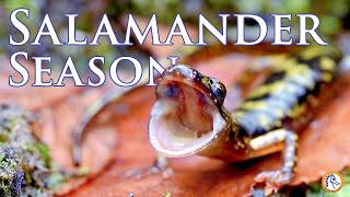 Salamander Season in the Eastern United States