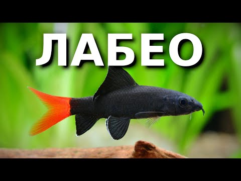 Лабео — злобная аквариумная сосиска