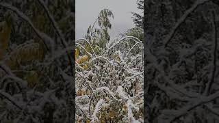 Villa Pehuenia Moquehue se viste de Blanco.