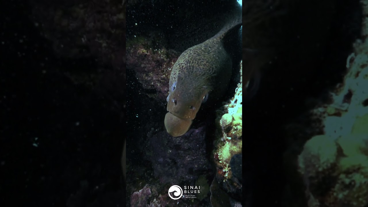 Moray eel - Four Seasons House Reef - Sharm El Sheikh - Red Sea Marine Life - Scuba Diving 🤿 Egypt