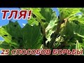 Тля - все способы борьбы!!! 25 способов!!!