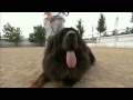 Dogs 101 - Tibetan Mastiff の動画、YouTube動画。