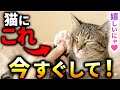 【知らないと損】実は猫が死ぬほど喜ぶのに、９割の飼い主が全然やらない事７選
