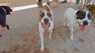 Dog TV Daycare #17 by Dog Playgroup Stories 86,887 views 6 months ago 4 hours, 26 minutes