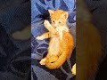 Confused 😹💫 #cat #cutecats #kitten #cute #funny #confused #adorably #cutecats