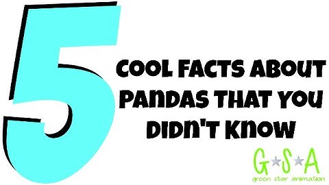 5 Cool Facts About Pandas That You Didn