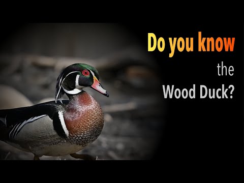Wood Duck Trivia: Test Your Knowledge
