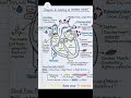 Whole heart 🫀in one page #class10 #heartdiagram #diagram #science #studygram #study #studymotivation