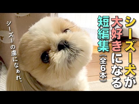 【シーズー】シーズー犬が可愛すぎて、シーズー犬が大好きになり、シーズー犬の虜になる短編集 -6本立て-【185】