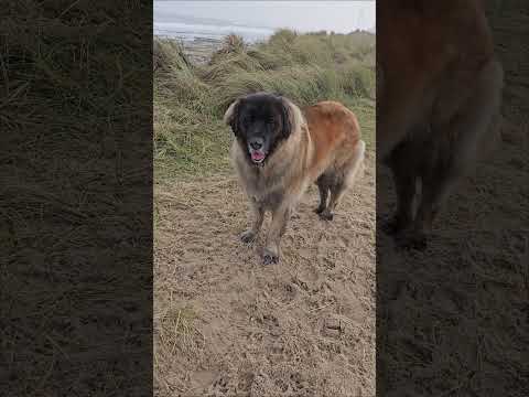 SUCH A LOVELY WALK ON A FOGGY DAY TO THE BEACH #LEONBERGER #DOG #HAPPY