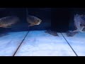 Aquarium Ousukeの生放送