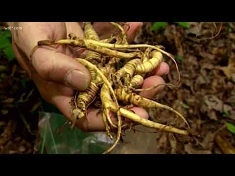 Video: Ginseng-plantkwessies: oplos van probleme met ginsengplante