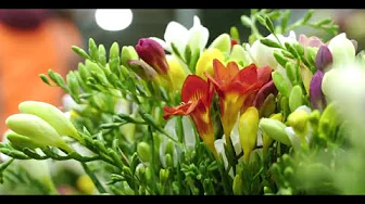 Freesias: with Polito Flowers Freesias: with Polito Flowers