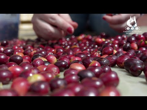 Recolección y caracterización de los frutos del café.  🍒 👩‍🌾👨‍🌾