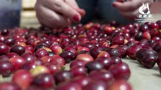 Recolección y caracterización de los frutos del café.   ‍‍