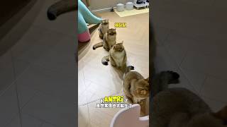 Geng Bulu part 11 #kucinglucu #nizamkucinglucu #shortcat #kucinggemoy #petshorts