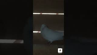 Как так можно относиться к голубям
