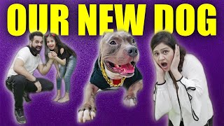 New Dog for my Daughter Guneet | Comedy Family Video | Harpreet SDC