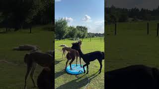 Alpaca pool party 🦙 (🎥: IG/ alpakamomente)
