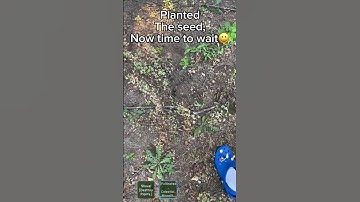 Thumbnail of Planting a candy blossom tree in irl! #growagarden #roblox #shorts #fyp #irl #memes #robloxshorts