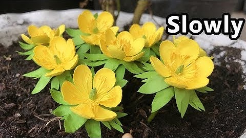 ABC TV | How To Make Winter Aconite Paper Flower (Slowly)- Craft Tutorial