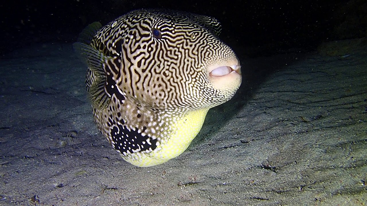 giant puffer fish YouTube