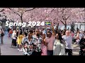 Spring in stockholm cherry blossom 2024 4krbusy saturday