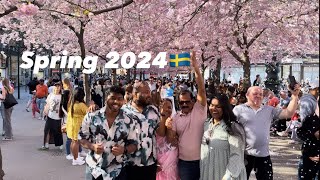 SPRING IN STOCKHOLM 🇸🇪Cherry Blossom 2024 4K HDR(Busy Saturday)