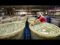 How Millions of Duck Eggs Produce Mud Salted Eggs - Salted Duck Egg Factory - Roast Duck Processing