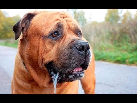 فيديو: لماذا يسيل لعاب كلبي فجأة؟