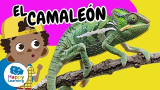 Thumbnail image for 🦎 CAMALEÓN: ¿Por qué CAMBIA de COLOR? | Vídeos Educativos para Niños de PRIMARIA |@HappyLearningES