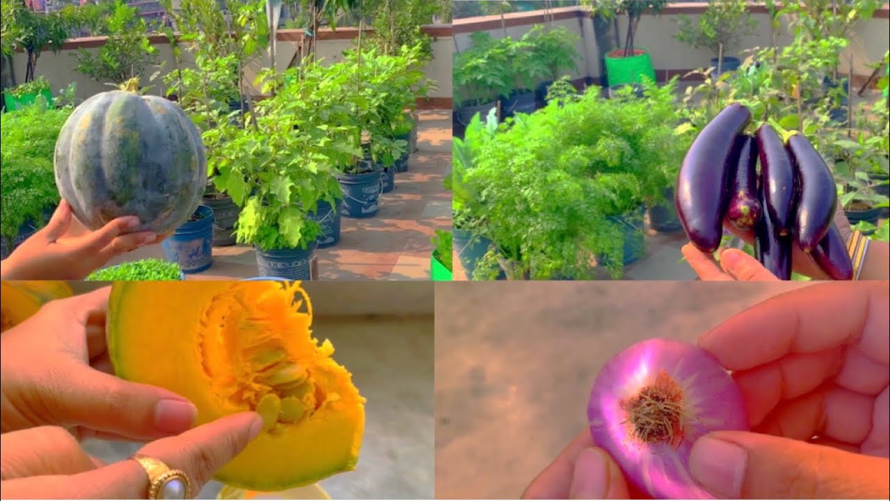 Grow These Vegetables From Kitchen Waste/Scraps//No Need To Buy Seeds