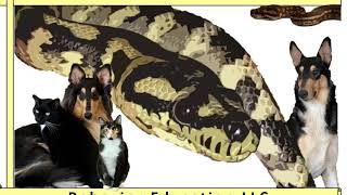 Famous Demo: “wait” command with pet dogs Net Worth