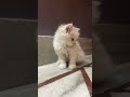 sundar cat kitten kids #cat #funny #cute #cutecat #catshorts#viral#cutepet #kitten