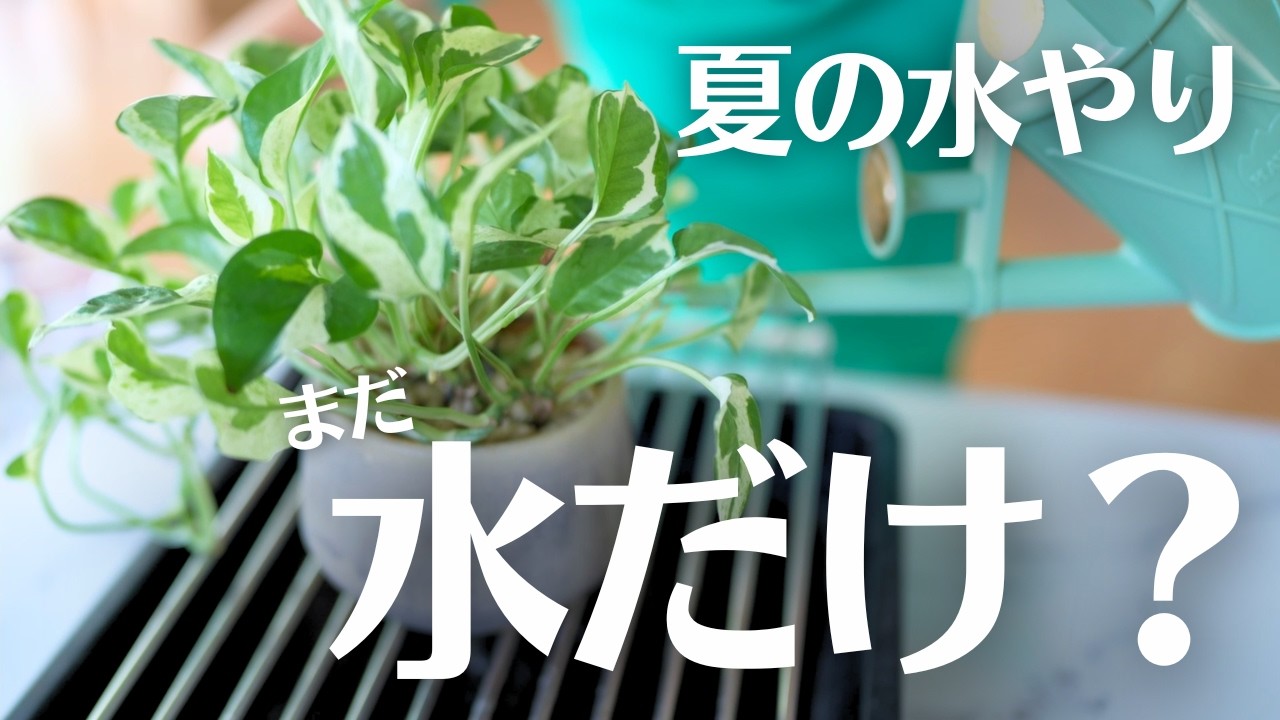 観葉植物がよく育った！夏の水やりに加えているもの