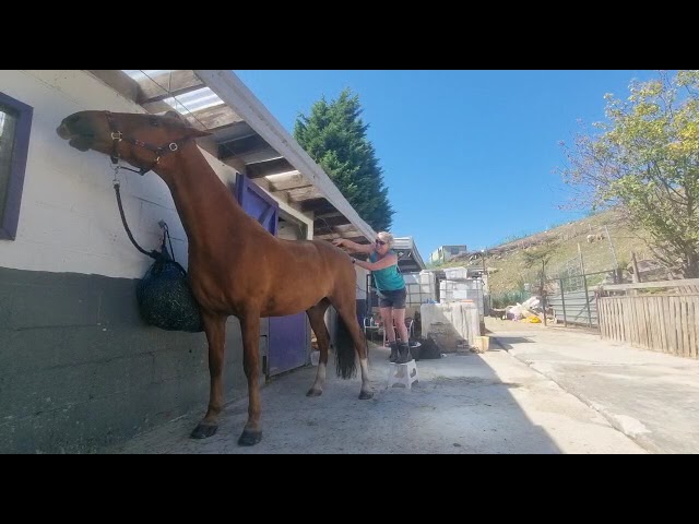 Equine Sports Massage - Hamstring Attachment