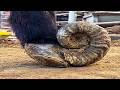 Shockingly Heartbreaking! This Wild Donkey’s Hooves Grew Totally Out of Control【DONKEY HOOF SAVIOR】