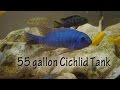 #2 55g African Cichlid Aquarium - Lake Malawi Mbuna