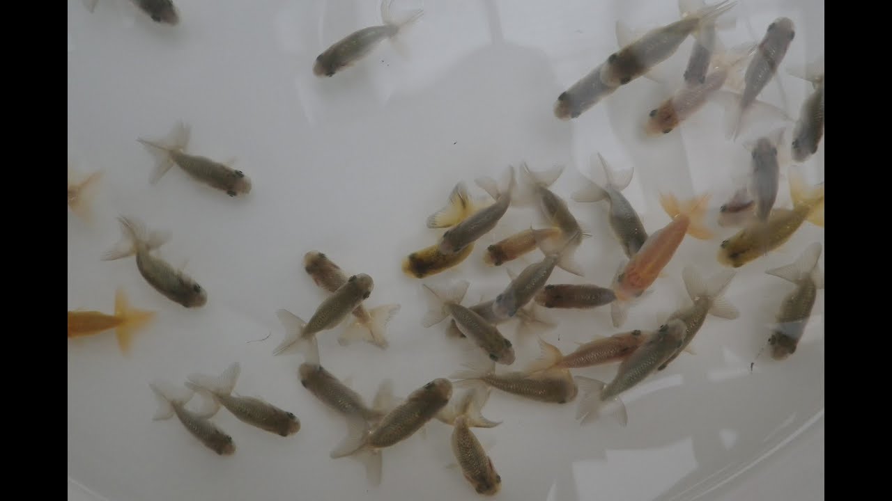 29pdぷち金魚市場 訳有40尾らんちゅう - YouTube